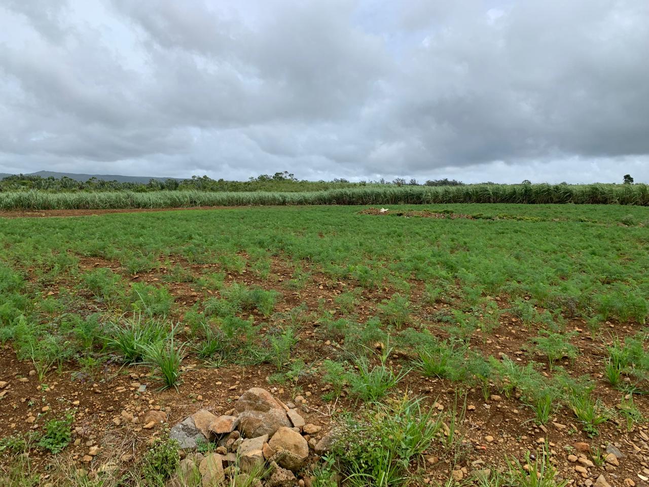Agricultural land for sale Bois Cheri
